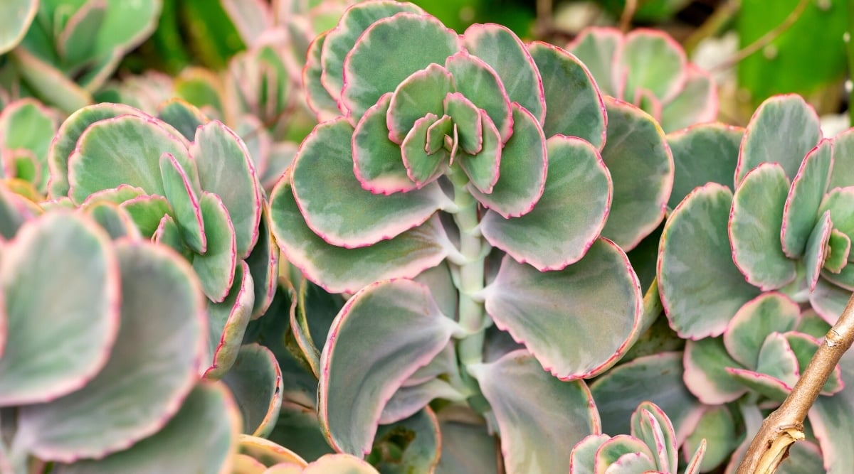 Close-up of lavender scallops with light green erect stems, rounded leaves, and blue-green color with white-pink edges.