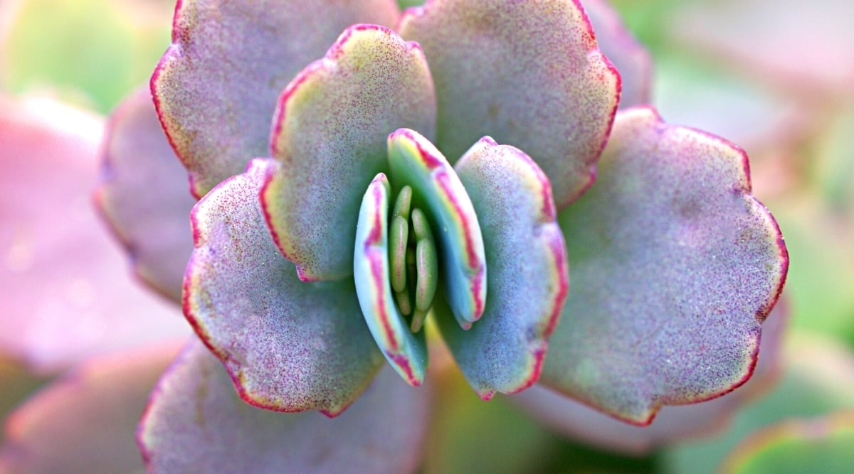 Kalanchoe fedtschenkoi ‘Variegata’