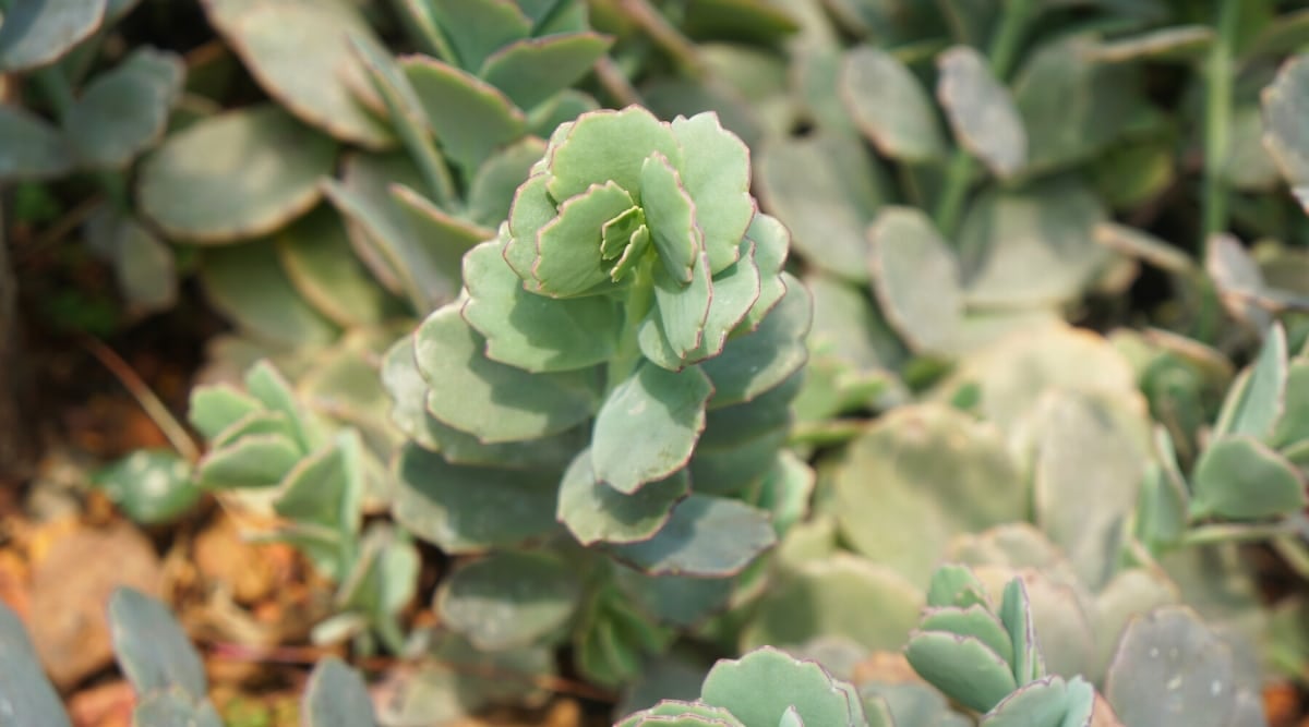 Close-up of Kalanchoe Fedtschenkoi plant in a garden