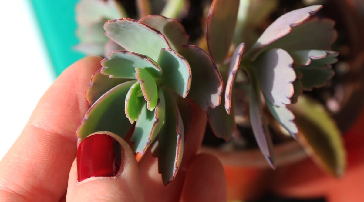 Close-up of healthy Lavender Scallops with round green leaves and purple undertones cared for by a woman's hand.