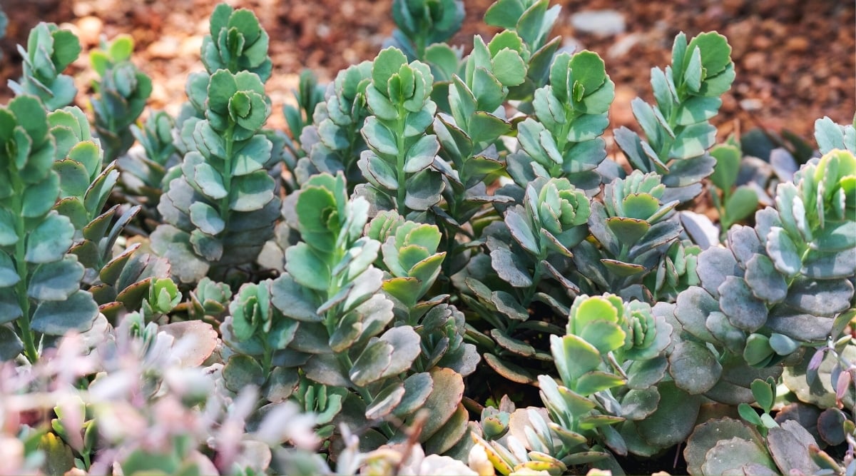 Numerous K. fedtschenkoi succulents in a garden showcasing bluish-green foliage with scalloped edges.