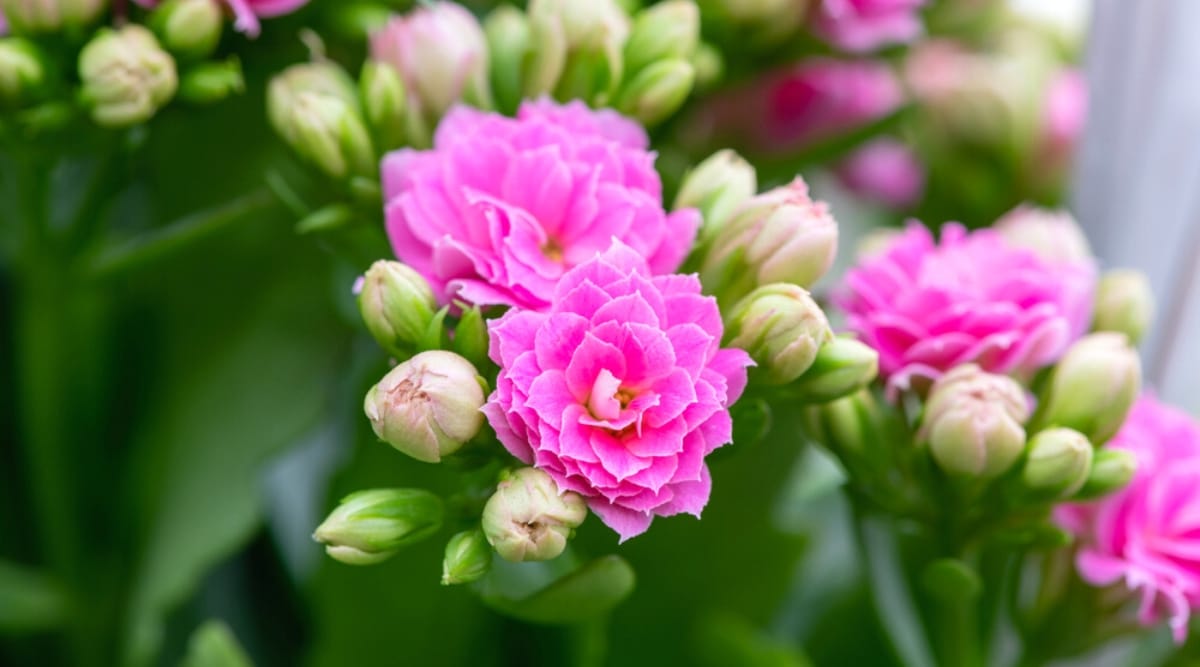 Close-up of blooming flowers of Kalanchoe blossfeldiana against a blurred leafy background. The flowers are small, double, rose-shaped, bright pink, with slightly pointed petals. A lot of light green buds with a pinkish tint collected in umbrella-shaped inflorescences.