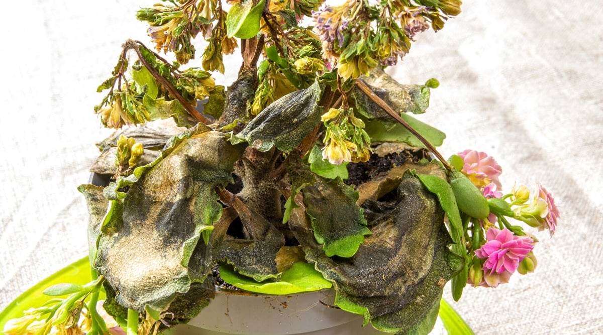 Close-up of a fungal rot-affected Kalanchoe plant, in a flower pot, on a table. The plant has large, oval, rotten, dry leaves covered with brown-black moldy spots. The plant has clusters of pink flowers, also infected with fungal rot.