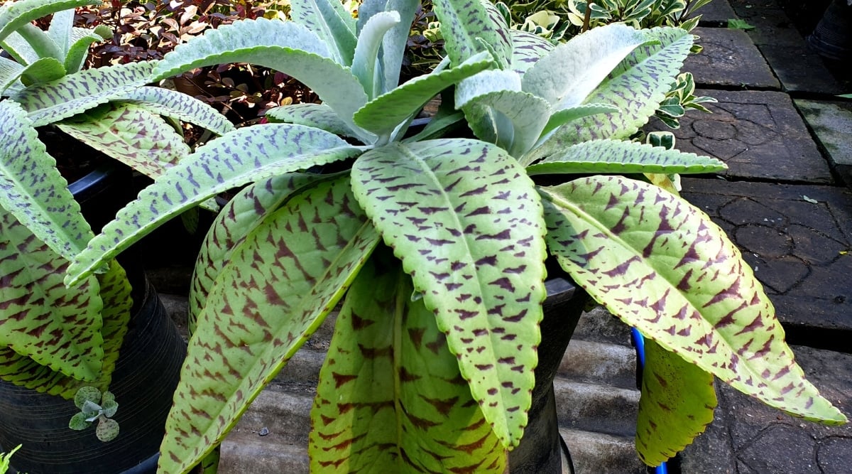 Close-up of a plant Kalnhoe gastonis-bonnieri Donkey Ears in a black plastic pot in the garden. The plant has a rosette of large, long, fleshy, oval leaves, tapering towards the ends. The leaves are bright green with dark reddish brown spots.