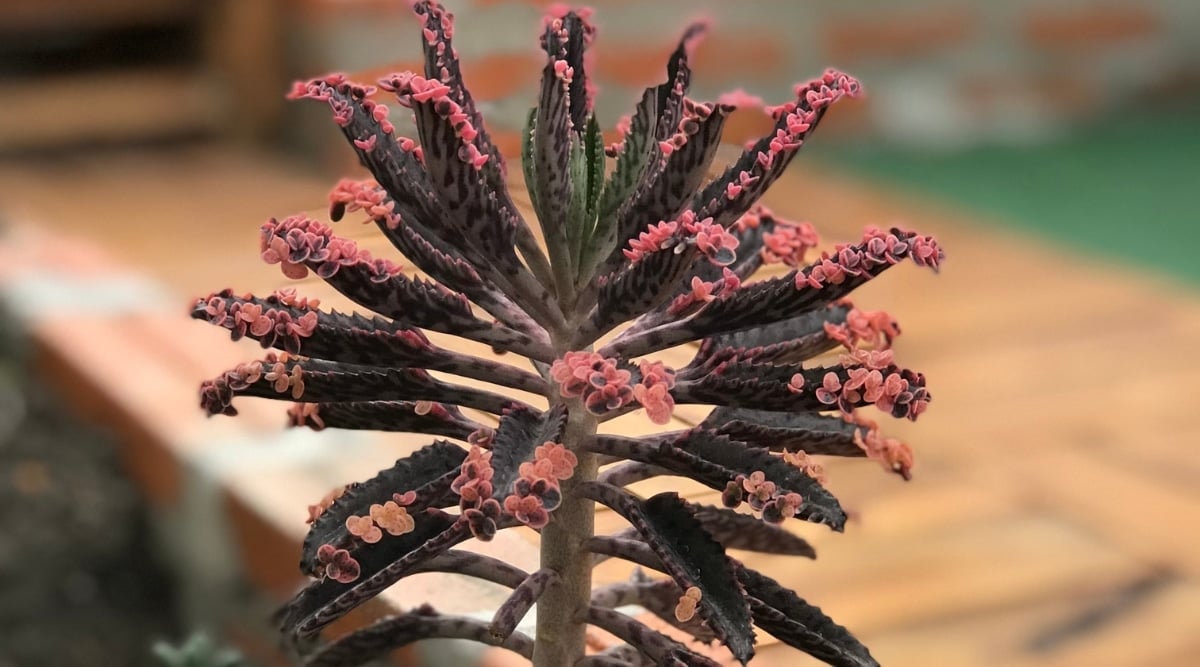 A tall thick, waxy succulent with tiny pink leafy sprouts grows along the edge of each larger leaf.