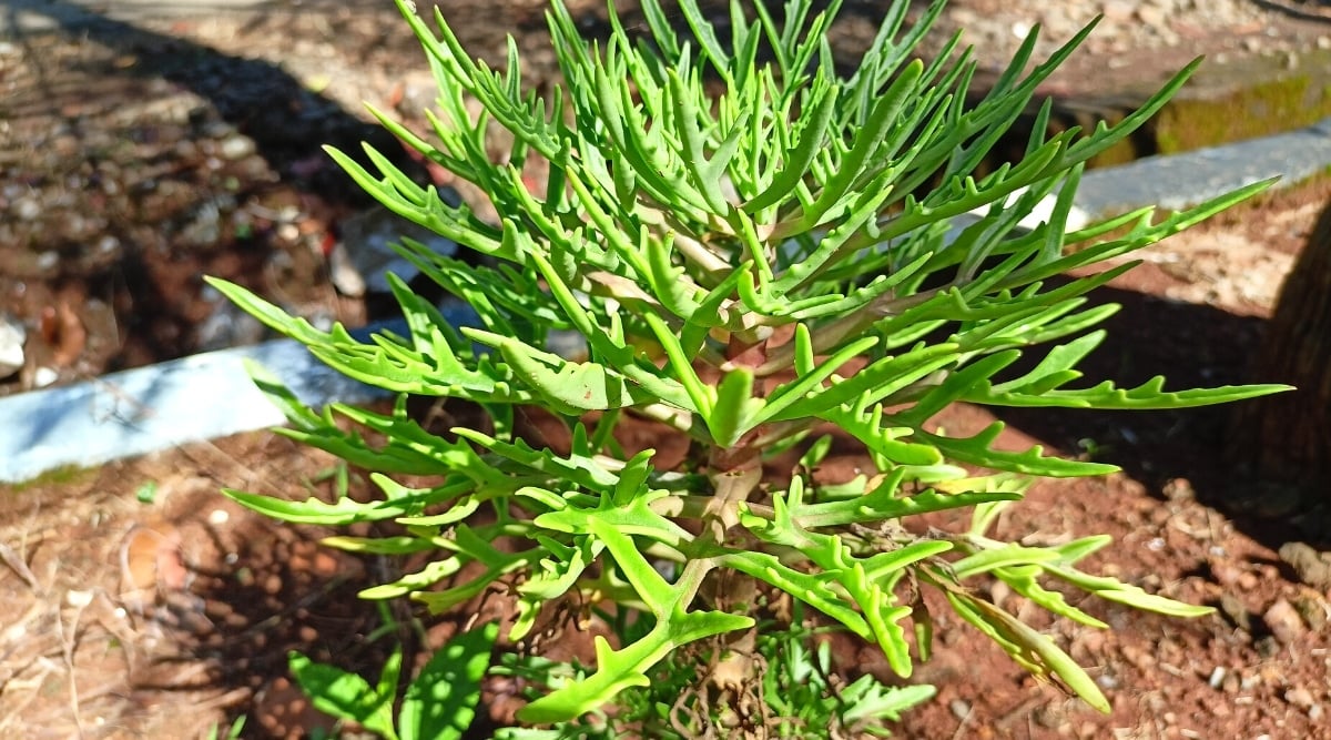 Close-up of Kalanchoe lacinata "Christmas Tree Plant" plant in a sunny garden. The plant consists of thin, long, narrow, bright green, lanceolate leaflets with deeply serrated edges.