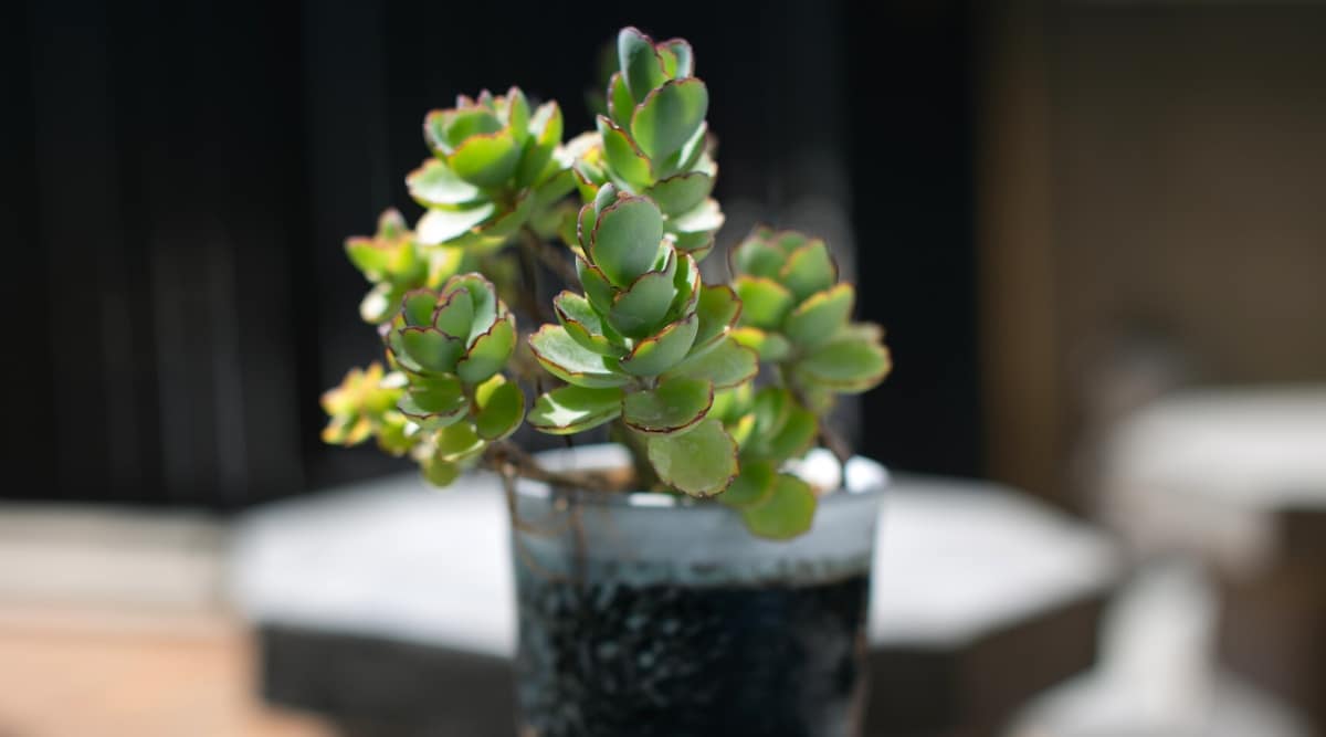 Close-up of a Kalanchoe laxiflora plant in a beautiful decorative pot outdoors under full sun. The plant has long stems with organized rosettes of elliptical, fleshy, flat, smooth leaves with scalloped and purple-red edges.