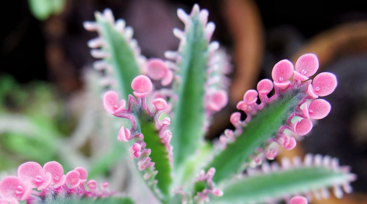 A thick, waxy succulent has tiny bright pink leafy sprouts growing along the edge of each larger leaf.