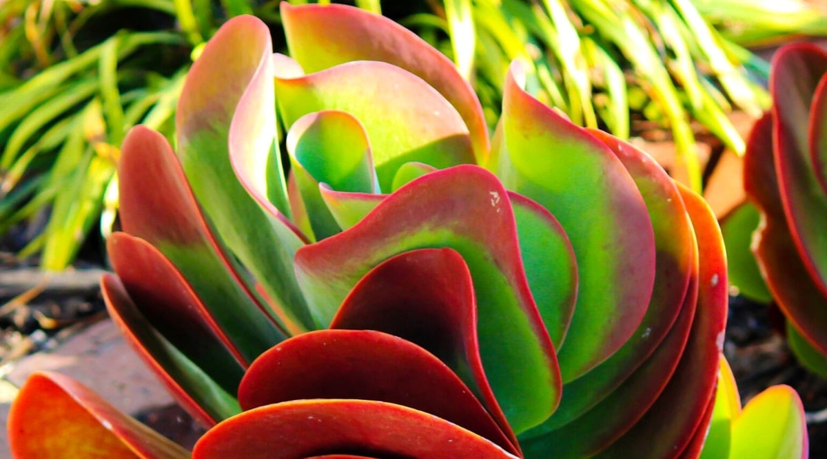 Close-up of Kalanchoe luciae 'Dragonfire' plant in a sunny garden. The plant consists of large, rounded, fleshy, flat leaves, slightly wavy, apple green in color with bright red edges. The leaves form a dense rosette.