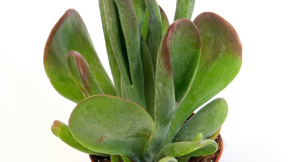 Close-up of a succulent plant Kalanchoe luciae ‘Oricula’ on a white background. The plant has tall, fleshy, thick, grey-green, spatulate leaves that roll back. The tips of the leaves are bright red.