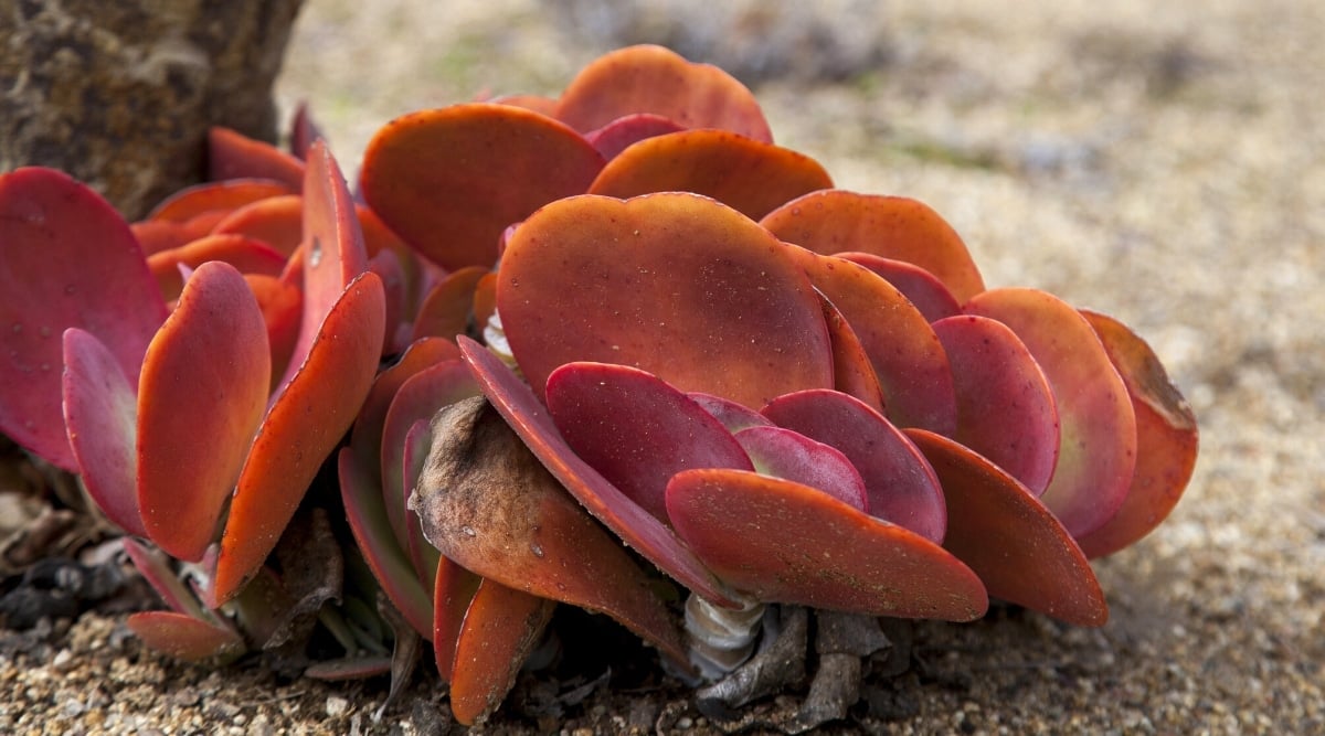 Close-up of a Kalanchoe luciae Red Pancakes plant in a garden. The plant forms a semi-rosette of large, juicy, rounded red leaves. Some leaves have dry brown edges.