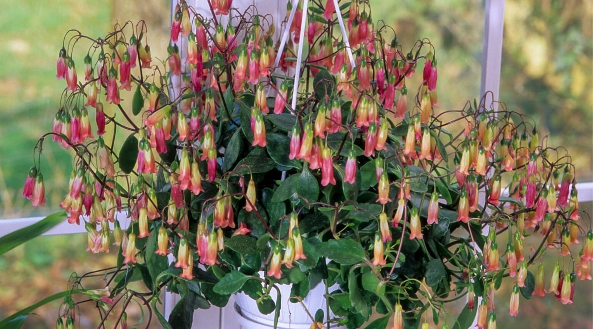 Kalanchoe manginii Beach Bells