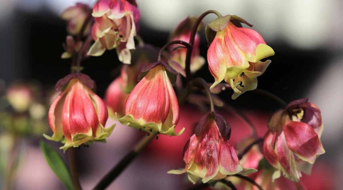 Close-up of a flowering plant Kalanchoe manginii 'Wendy' against a blurred background. Cluster of bright pink bell-shaped flowers with yellow centers.