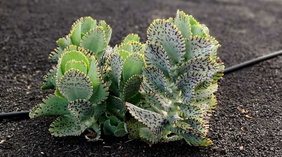 Close-up of a growing Kalanchoe marmorata plant in a sunny garden. The plant forms erect rosettes of oval light green leaves with dark purple spots. The edges of the leaves are serrated.