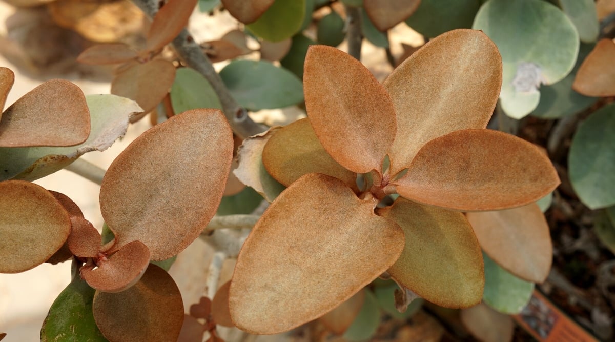 Top view, close-up of Kalanchoe Copper Spoons. The plant has thick, gray, erect stems covered with oval leaves with slightly pointed ends. The tops of the leaves are bronze in color and covered with fine hairs, while the undersides of the leaves are a silvery grey.