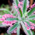 kalanchoe-pink-butterflies-1