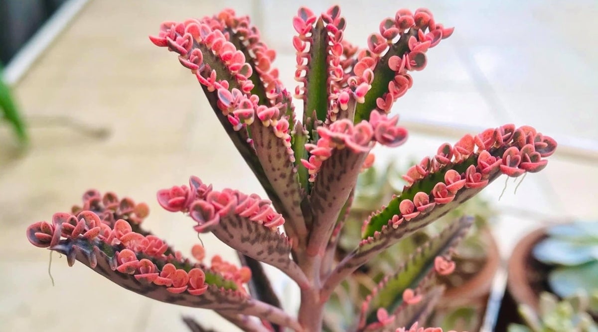 Close up of a thick, waxy succulent with tiny pink leafy sprouts growing along the edge of each larger leaf.