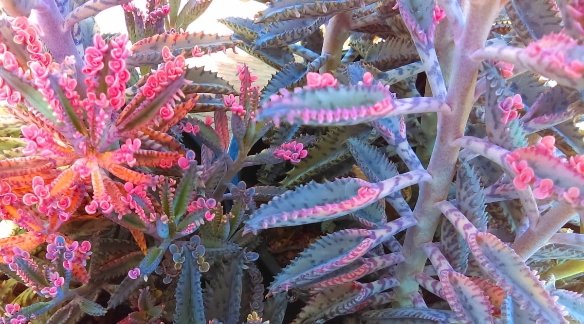 A cluster of tall thick, waxy succulents with tiny bright pink leafy sprouts growing along the edge of each larger leaf.