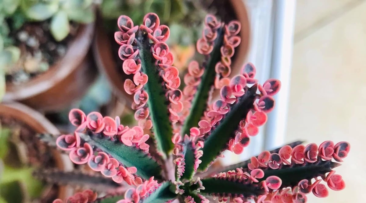 A thick, waxy succulent has tiny bright pink leafy sprouts along the edge of each larger leaf. Other faded potted plants faded in the background.