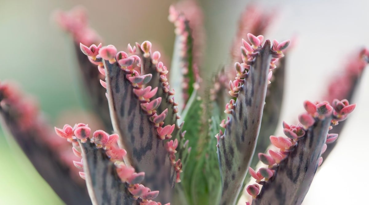 A thick, waxy succulent has tiny pink leafy sprouts growing along the edge of each larger leaf.