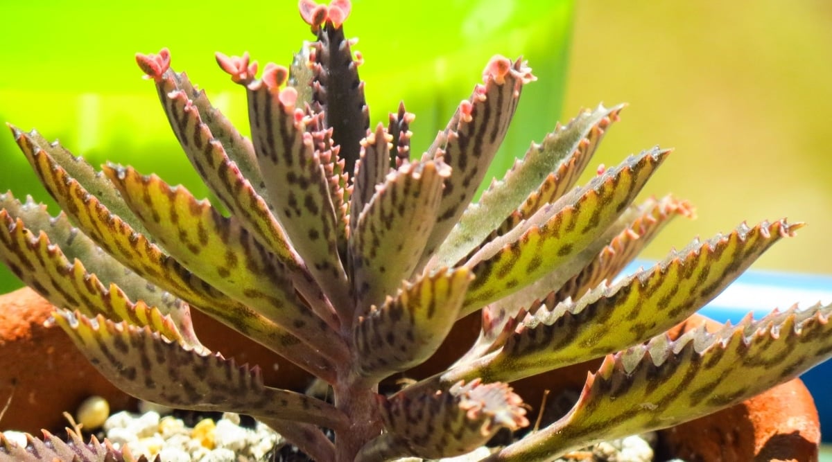 Close up of a thick, waxy succulent with tiny pink leafy sprouts growing along the edge of each larger leaf. Plant is in an orange planter in full sun.