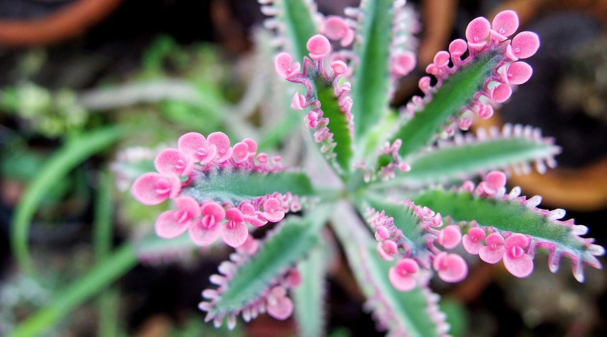 Top view close-up of Butterflies on a blurred background. The leaves are bright green, fleshy, long, narrow with bright pink sprouts along the edges of the leaves. Pink sprouts are shaped like tiny butterflies.