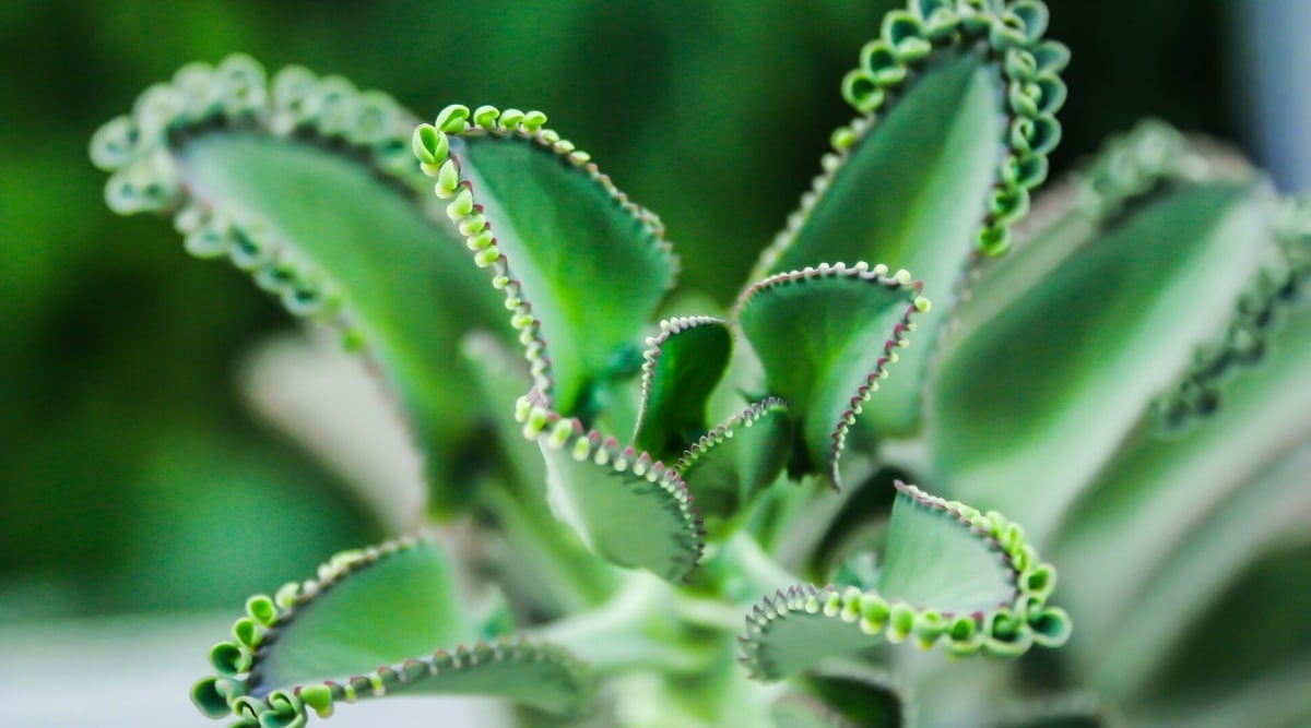 Close-up of the gorgeous vibrant green leaves of K. daigremontiana against a blurred background. The leaves are spreading, fleshy, long, with pointed ends. Many small plantlets grow on the jagged edges of the leaves.