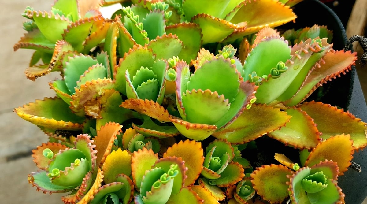 Top view, close-up of many growing sprouts of a Kalanchoe plant in a black flower pot outdoors. The leaves are oval with tapered ends and serrated edges. The leaves are bright green with an orange-red tint towards the edges. There are also tiny green plantlets growing on some of the jagged edges.