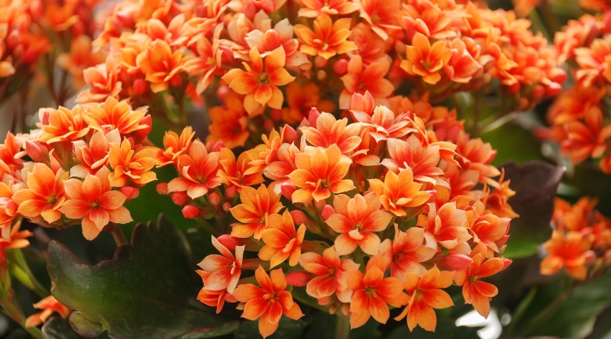 A close-up of Kalanchoe showcasing stunning clusters of orange flowers, tightly packed together with delicate, waxy petals.