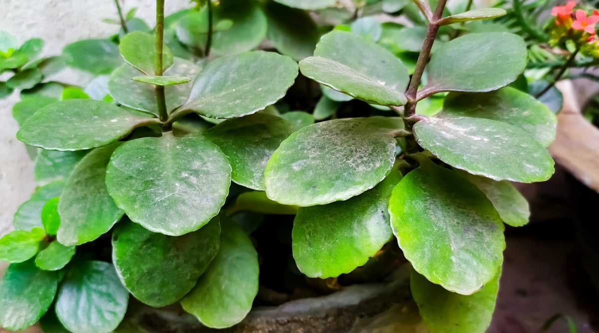 Close-up of leaves of a kalanchoe plant infected with powdery mildew outdoors. The plant has large, oval, succulent leaves, dark green in color, with scalloped edges covered with a white powdery coating.