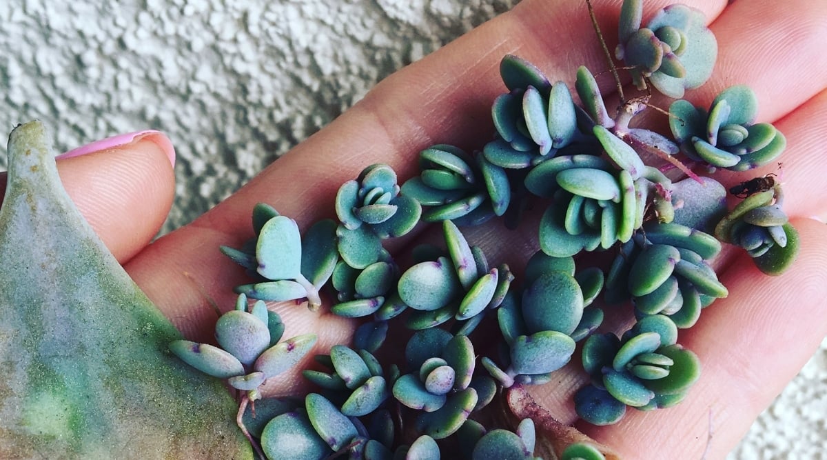 Close up of a hand holding a dozen tiny, green, leaf clusters.