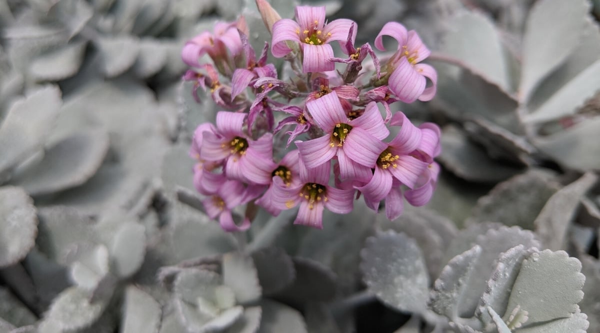 Close-up of a flowering plant Kalanchoe pumila. A bunch of pink, 4-petalled, bell-shaped flowers with petals curved back and with golden stamens