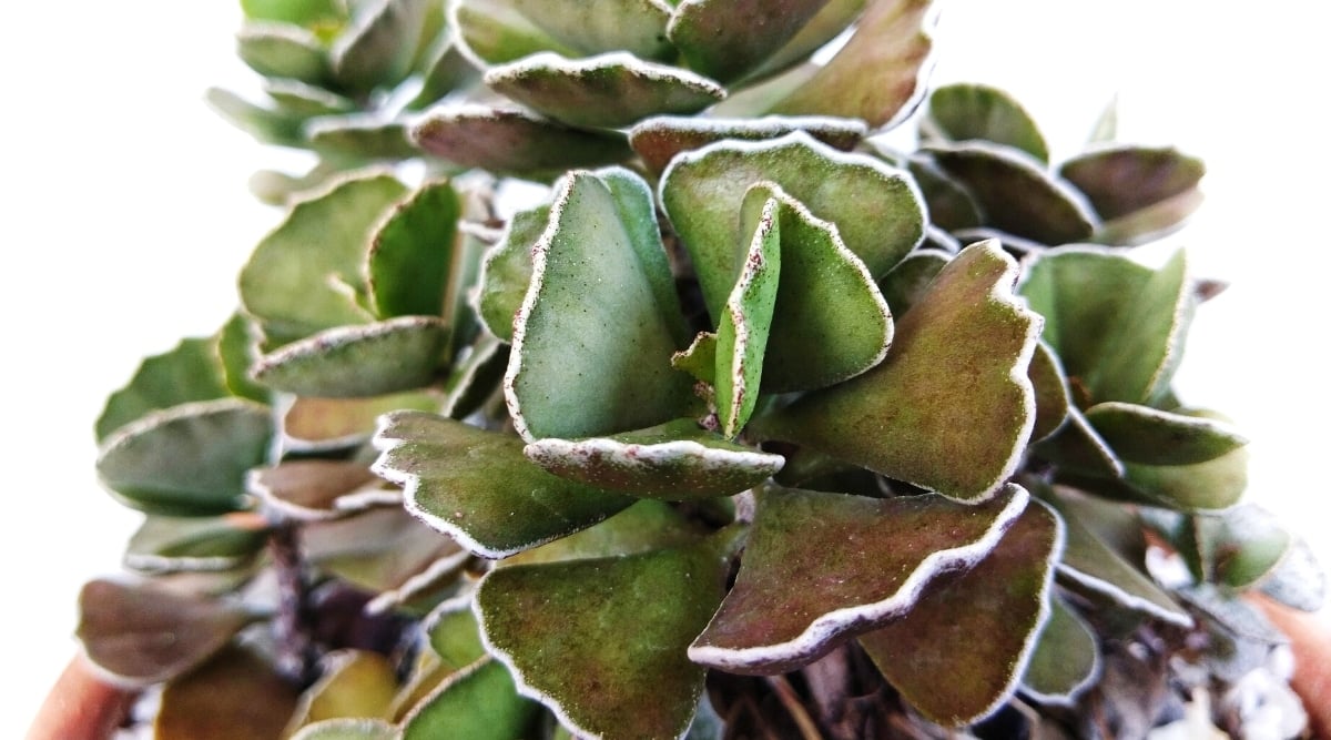 Close-up of Kalanchoe rhombopilosa var. viridifolia on a white background. The plant has thick, broad, fleshy, triangular, silver-colored leaves with brown markings.