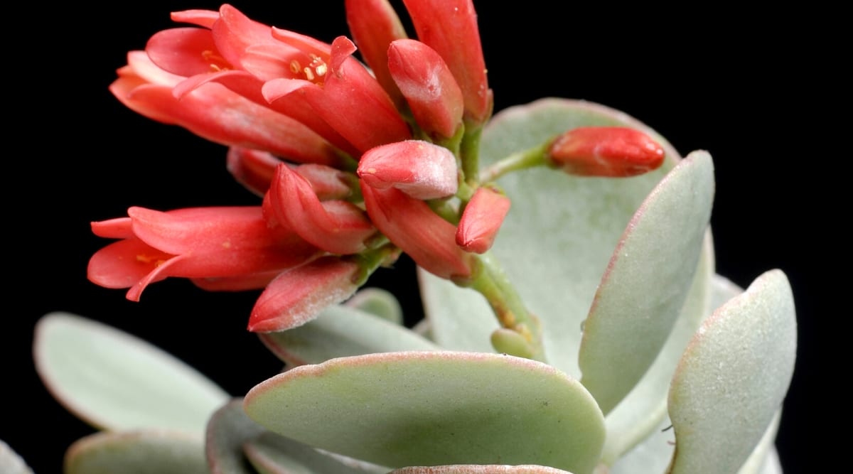 Close-up of a flowering succulent Kalanchoe scapigera "Mealy" on a black background. The leaves are small, rounded, flat, fleshy, pale grey-green in color with reddish margins. The flowers are tubular, bright red with prominent yellow stamens.