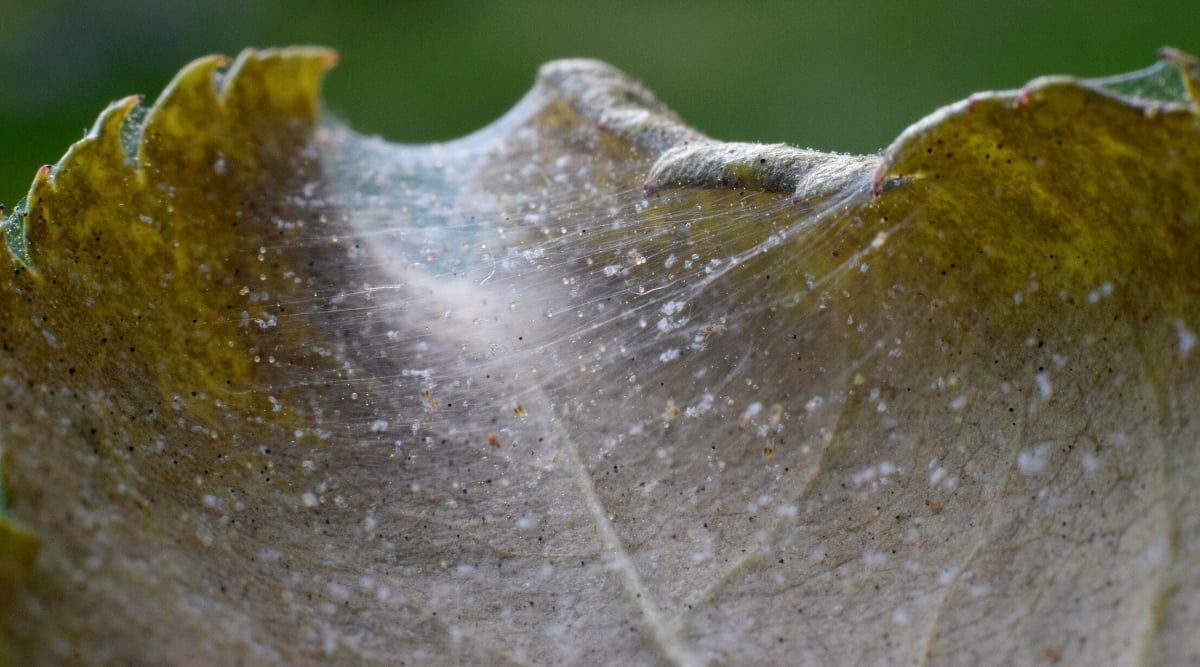 Close-up of a leaf of a plant infested with spider mites on a green background. Spider mites are tiny insects that spin thick webs.