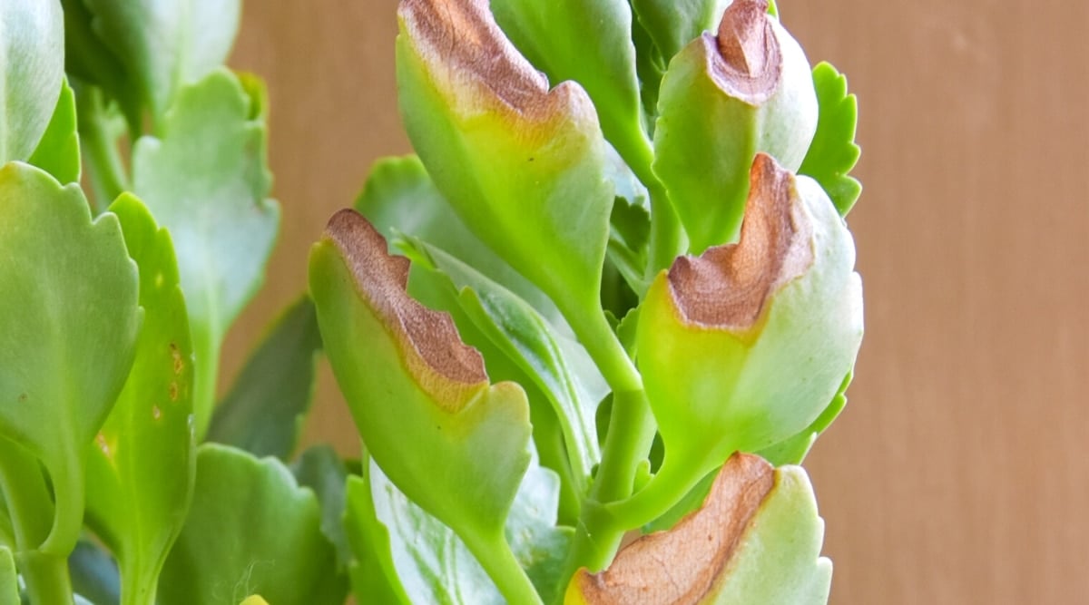 Close-up of Kalanchoe leaves with sun damaged leaves. The leaves are bright green, oval, juicy, with scalloped edges.