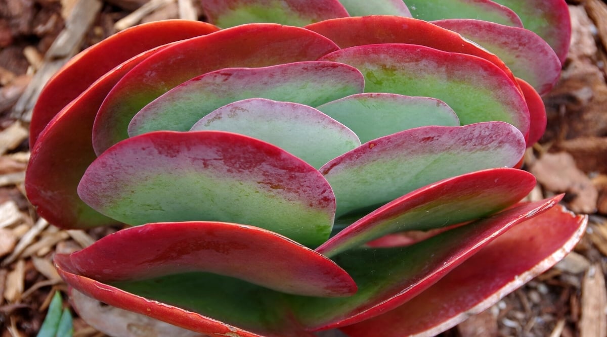 Close-up of a Kalanchoe thyrsiflora 'Flapjacks' plant growing in a garden on mulched soil. The plant forms a loose semi-rosette of large, paddle-shaped leaves, neon green with red edges.