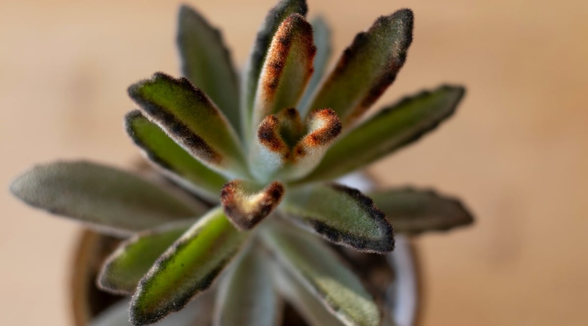 Top view, close-up of Kalanchoe tomentosa 'Chocolate Soldier' plant against blurred background. The plant has fleshy, narrow, dark green leaves covered with tiny white hairs and brown-red markings along the edges.