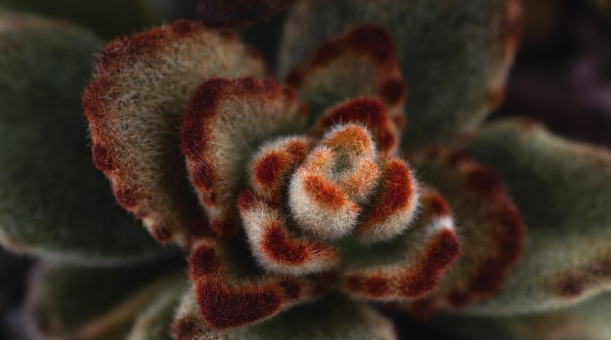 Top view, close-up of Kalanchoe tomentosa ‘Teddy Bear’ plant against a blurred background. The plant forms a dense rosette of plump, fleshy leaves, dark green in color with copper-brown stitches along the edges. The leaves are covered with tiny white hairs.