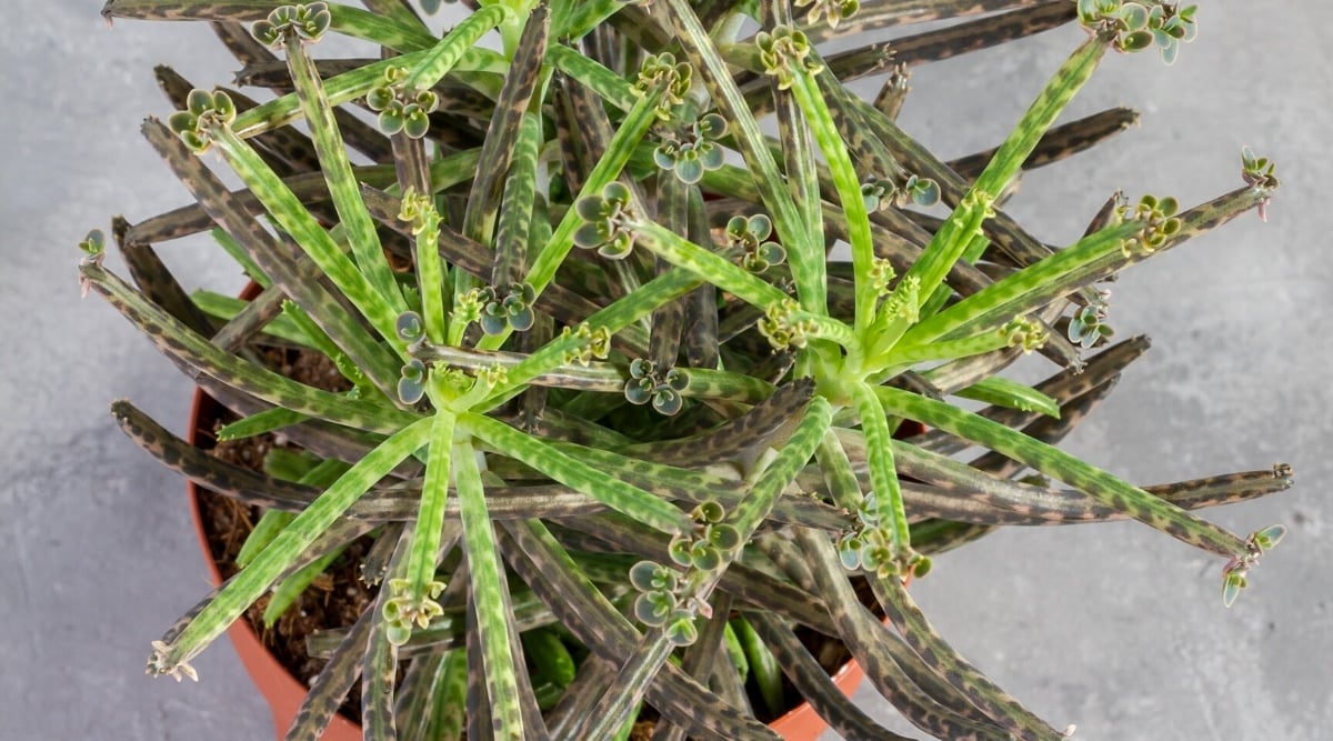 Top view, close-up of Kalanchoe tubiflora succulent plant in a large brown flower pot. The plant boasts several erect stems with long, narrow green and purple leaves, producing small plantlets at the leaf tips.