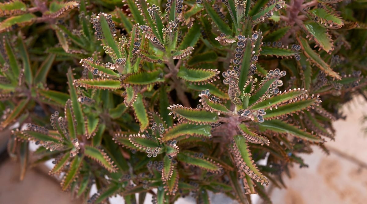 Close-up of many Kalanchoe x Houghtonii plants growing. This succulent has an upright, unbranched stem that bears boat-shaped leaves with serrated edges and blue-grey shoots that form at the edges.