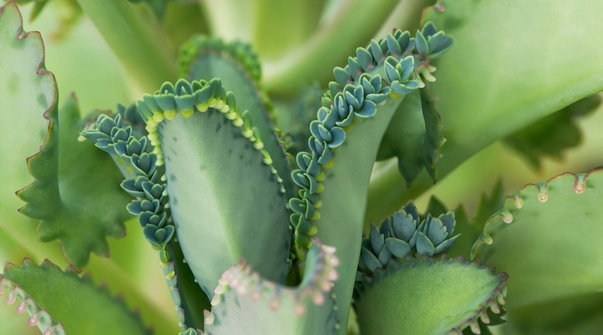 Close-up of the fleshy green leaves of Kalanchoe x laetivirens. The leaves are thick, large, oblong, oval, slightly curved inward with tiny bluish-green plantlets as teeth.