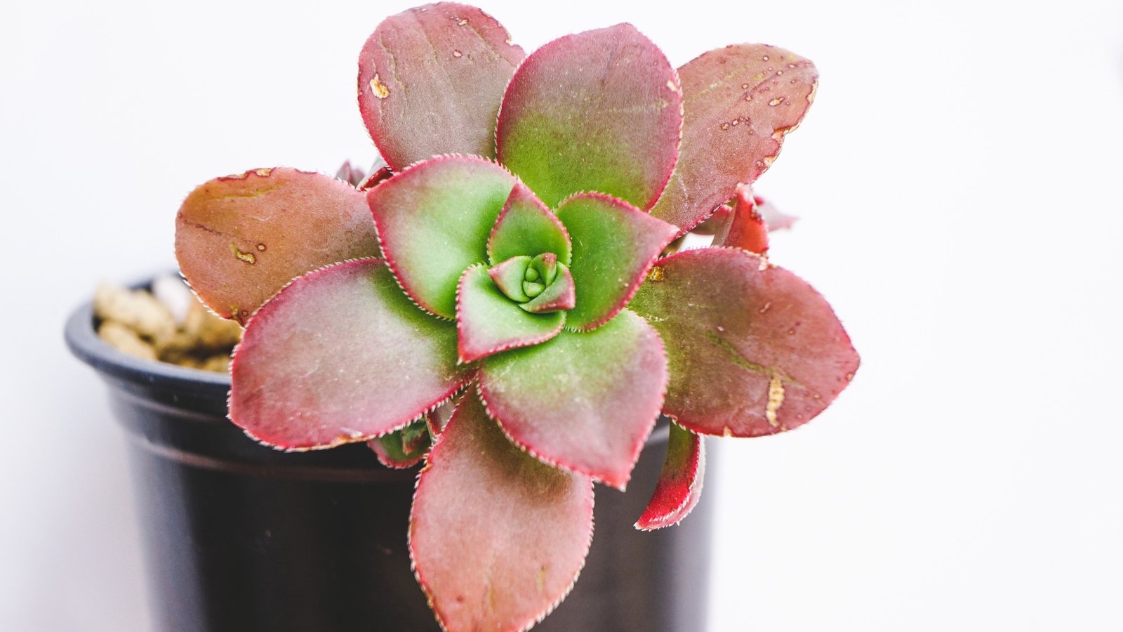 Close up of a small green and red plant in a small black container with tiny brown spots in its leaves.