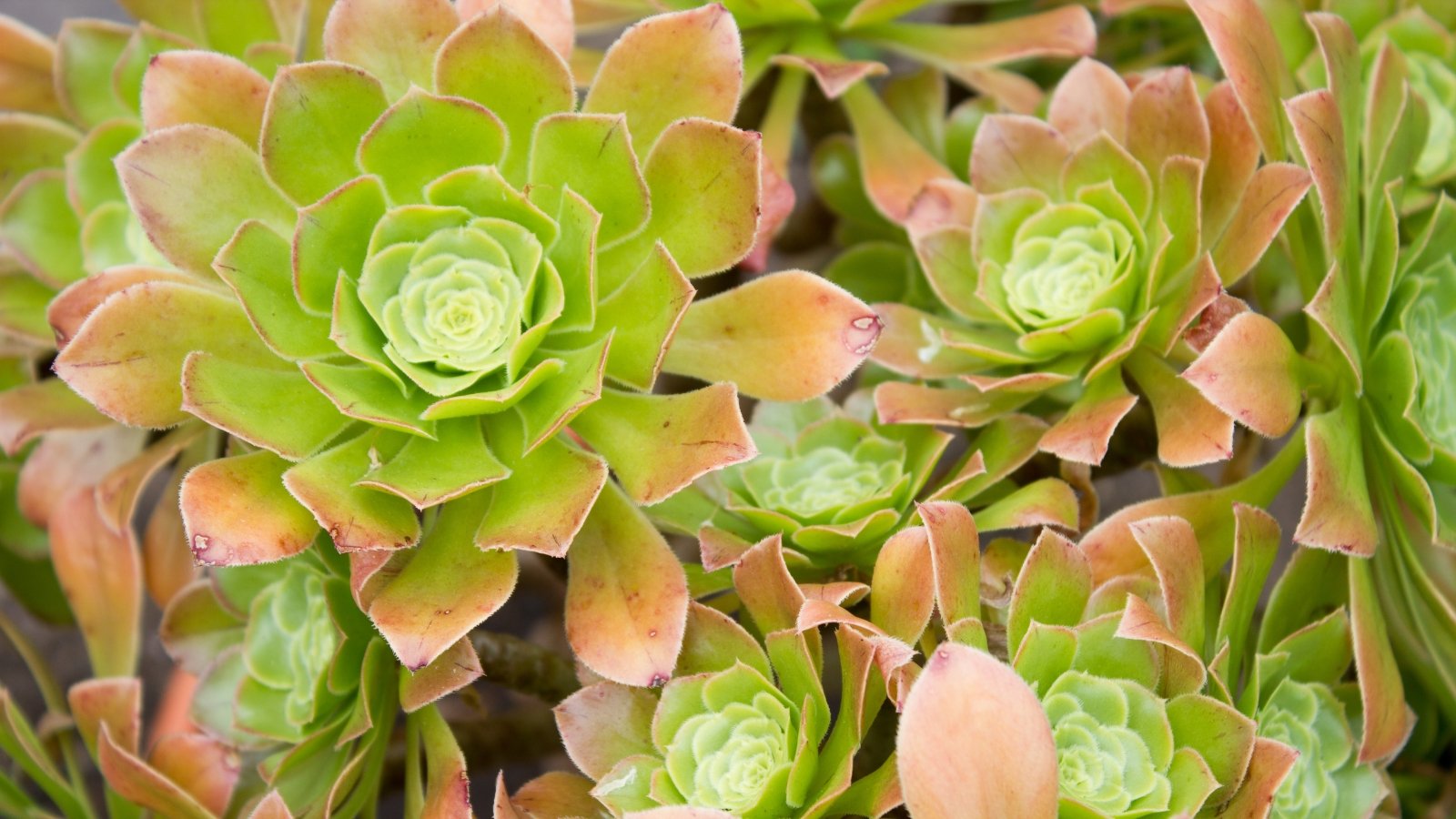 Close up of clusters of creamy green and orange, leafy rosettes with orange edges.