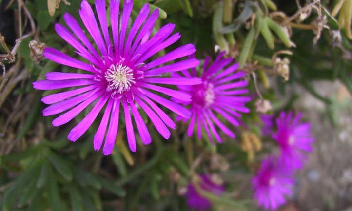 Lampranthus spectabilis