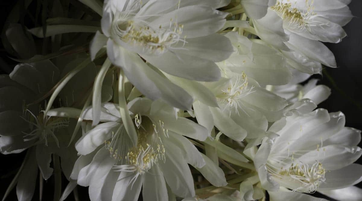 Large Beautiful White Flowers Blooming in the Dark