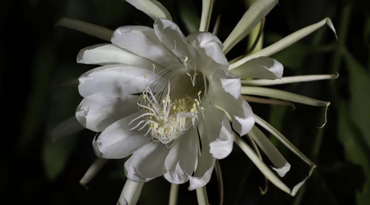 Large Fragrant White Flower in Full Bloom at Night