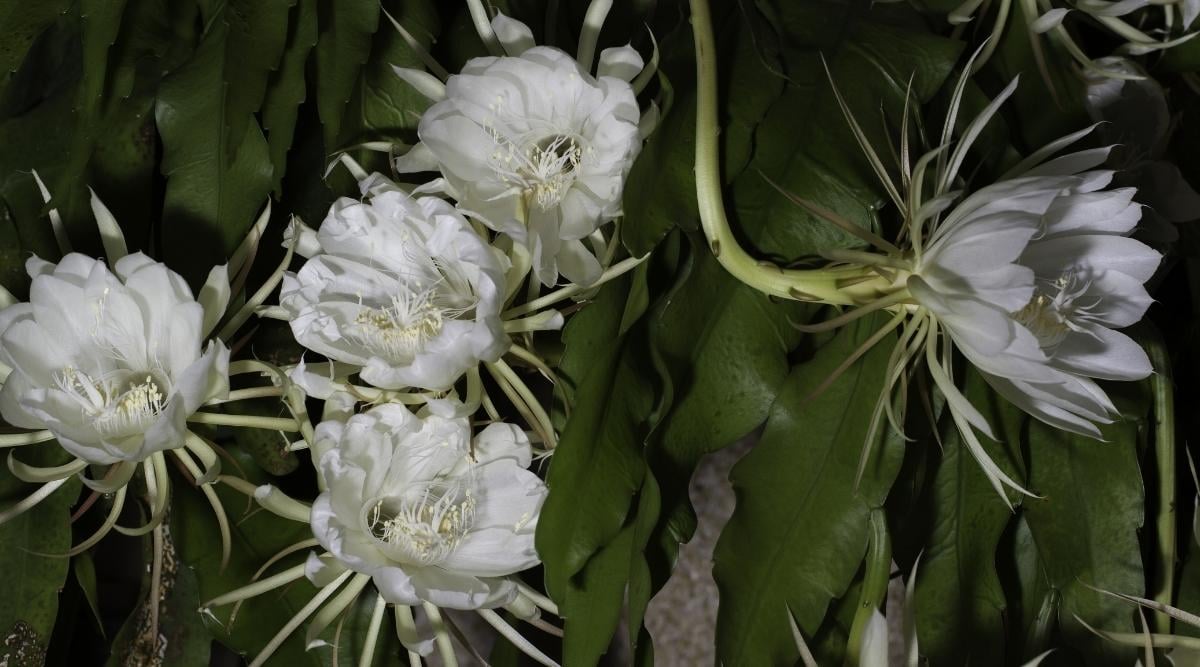 Large Fragrant White Flowers in Full Bloom