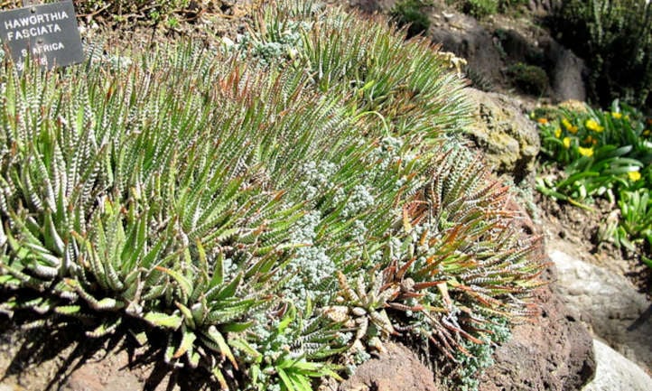 Large Haworthiopsis fasciata Patch