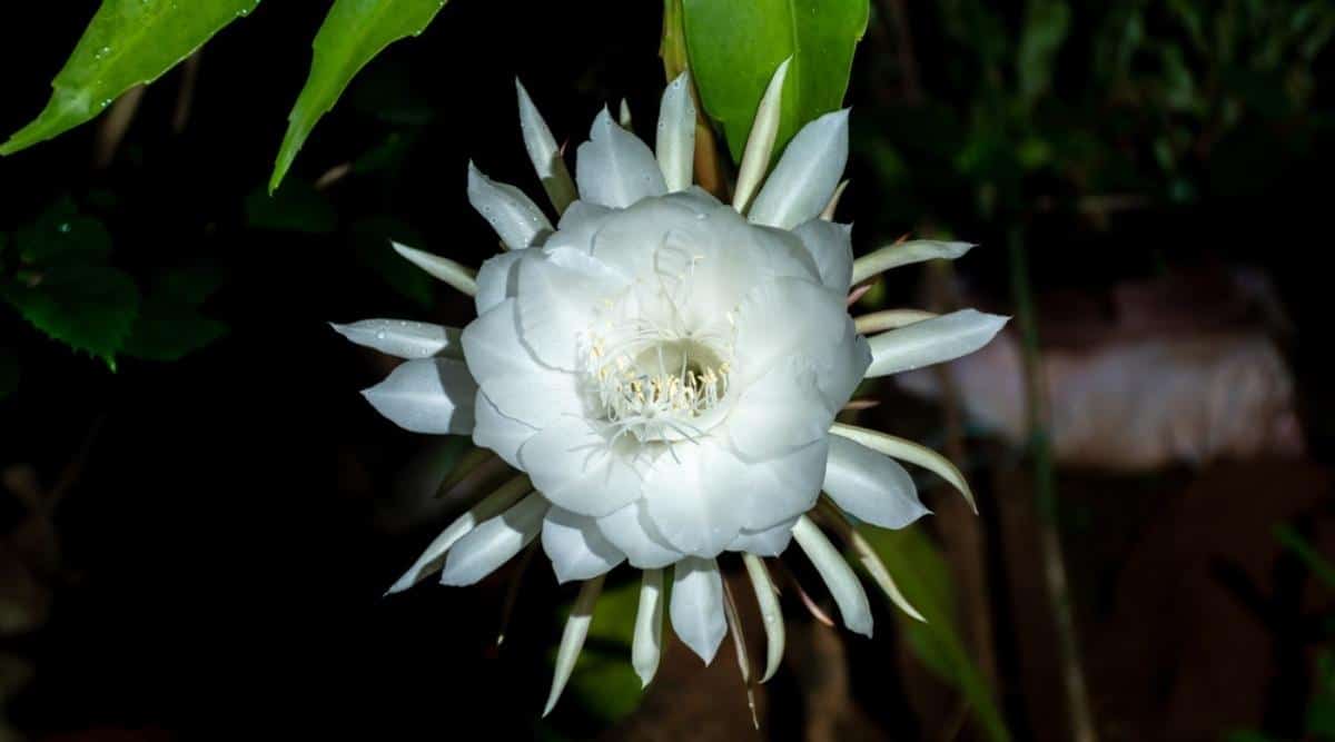 Large White Flower Blooming in the Middle of the Night